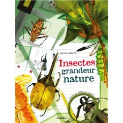 Insectes grandeur nature -...